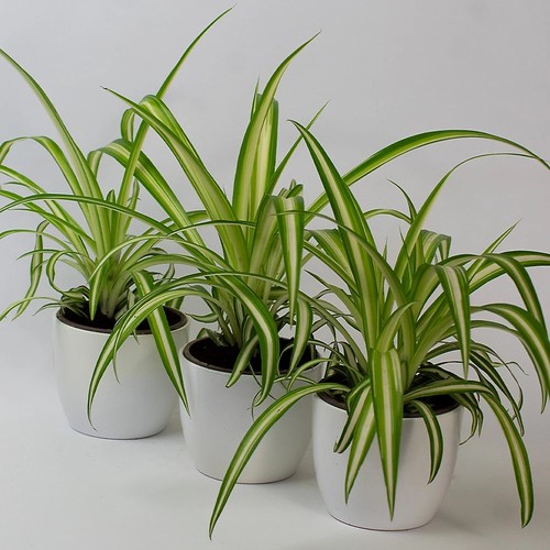 Spider plant chlorophytum - x,