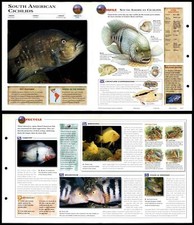 South American Cichlids #26 Fish - Wildlife Explorer Fold-Out Card