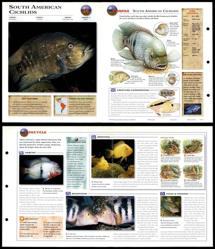 South american cichlids - american, #26