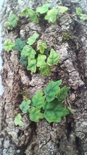 Ficus Quercifolia X2  – Oak