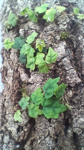 Ficus quercifolia oak - –,