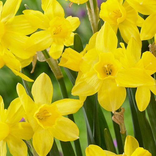 Daffodil yellow sailboat - sailboat, bulbs