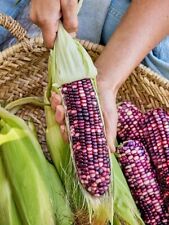 ? Genuine Indian Sweet Corn, Sweetcorn Seeds, Stunning Variety FREE Shipping