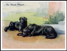 FLAT COATED RETRIEVER DOGS THE