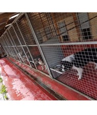 Kennel Runs/Hatches/Bowls/ Dog