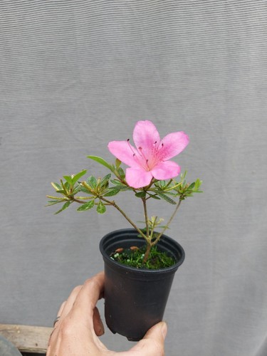 Beautiful flowering satsuki - ,