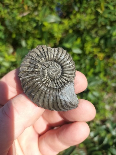 Mega rare schlothemia - schlothemia, angulata