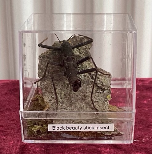 Black beauty stick insect - black,