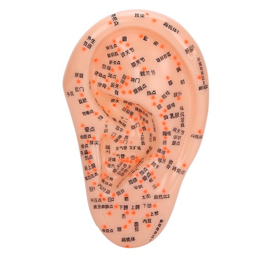Ear acupuncture model - model, human