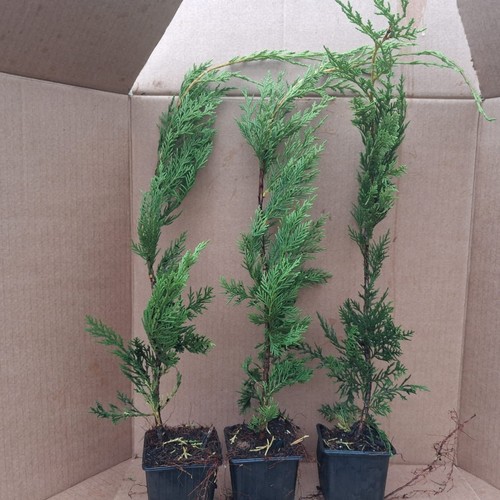 Leylandii green evergreen - green,