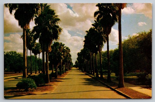Palm lined avenue postcard - tx,