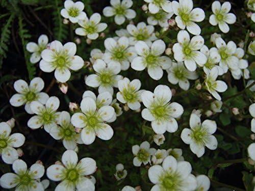 Saxifraga alba white - 'alba, alpine