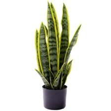Artificial Sansevieria Snake