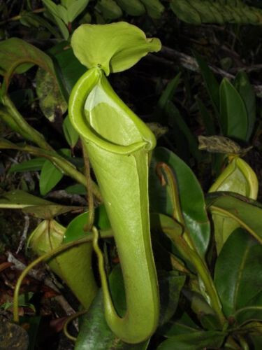 Nepenthes chaniana - chaniana,