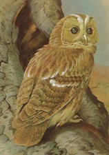 Tawny Owl Bird Picture Print Basil Ede Vintage 1979 approx 6" x 8.5"