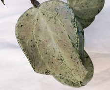 Hoya Latifolia MRH