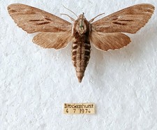 Sphinx Pinastri Pine Hawk Moth Set x1 (A-) Brockenhurst 1974 Specimen Taxidermy 