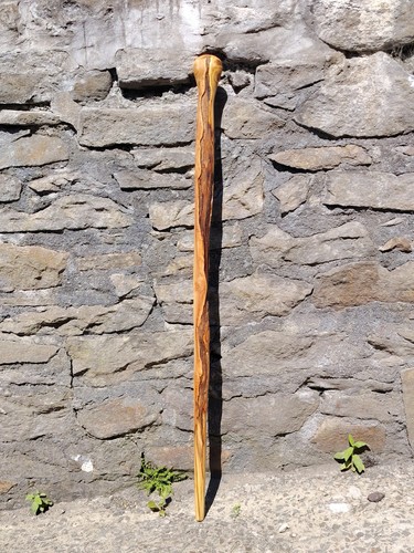 Sweet chestnut shillelagh - sweet,