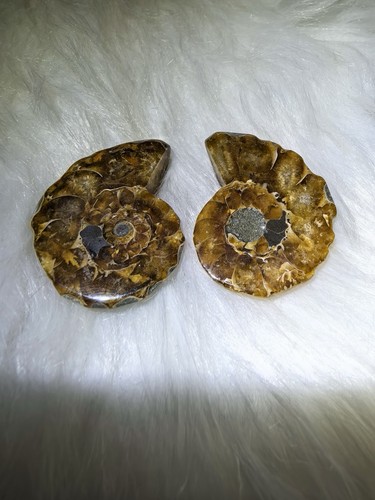 Polished split ammonite - polished,
