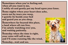 Yorkshire Terrier Yorkie Gift