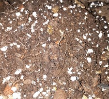 Premium houseplant potting