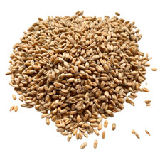 Wheat Grains for Craft Filling