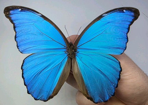 Morpho didius set - morpho,