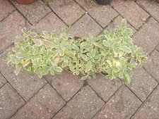 Variegated arabis potted plant - arabis,