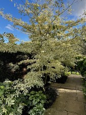 Cornus controversa variegata