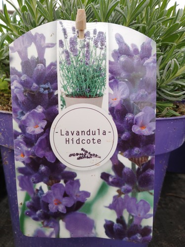 Lavender plants hidcote - lavender,