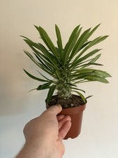 Pachypodium Lamerei - 12 Cm Pot - Succulent of Madagascar
