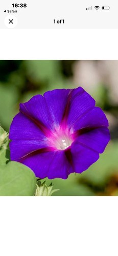 Outdoor trailing plant - outdoor,