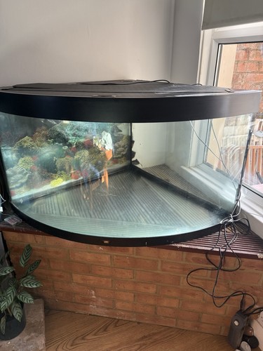 Large glass corner - glass, exotic