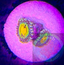 SAF~ Buttmuncher Zoanthid