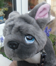 Lovely   Keel French Bulldog With Black Collar And Lead, Length 27 cm