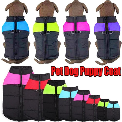 Autumn winter pet - winter,