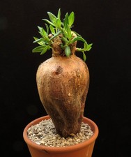 Pachypodium