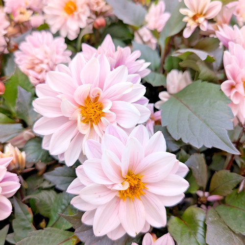 Dahlia gardenetta pearl - dahlia,