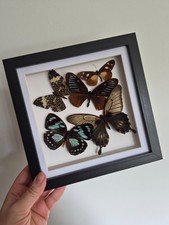 Framed Butterflies, Imperfect