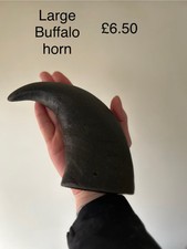 large buffalo horn Natural