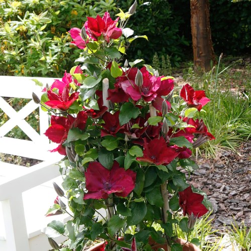 Clematis boulevard nubia - clematis,