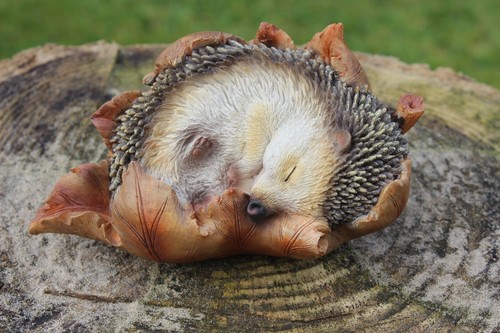 Baby hedgehog leaf highly - in,