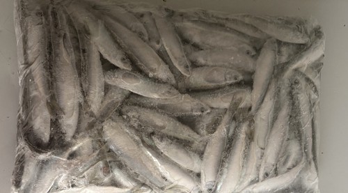 Premium frozen sprats - sprats, sea