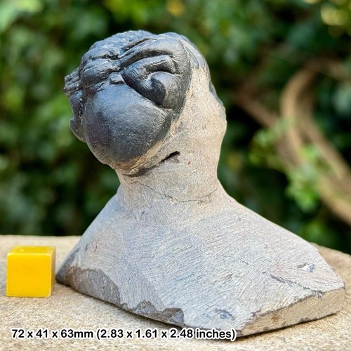 Reedops trilobite fossil - , |