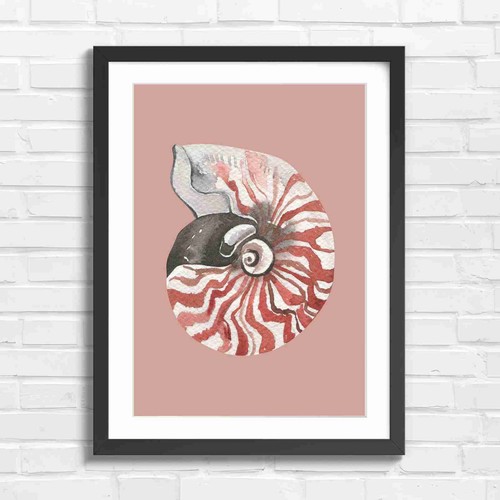 Vintage nautilus shell - vintage,