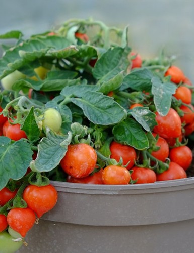 Tomato tiny tim plug - tomato,