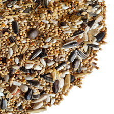 PARAKEET LOVEBIRD 350g 1kg 2.5kg 5k 10k 20kg : Cockatiel Exotic Bird Conure Seed