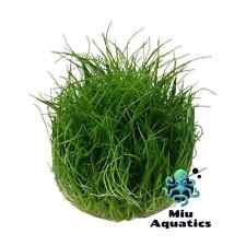Eleocharis Acicularis Mini Hairgrass - Aquarium Plant Shrimp Safe - Carpet