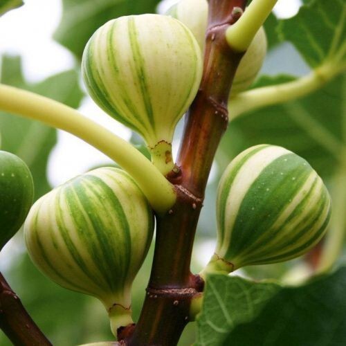Panache tiger fig tree ficus - tiger,