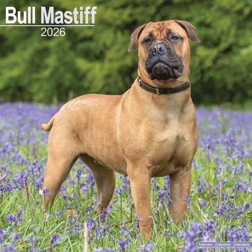 Bull mastiff calendar - mastiff, 2026